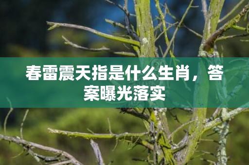 春雷震天指是什么生肖，答案曝光落实