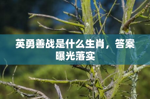 英勇善战是什么生肖，答案曝光落实