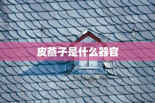 皮燕子是什么器官