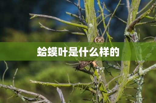 蛤蟆叶是什么样的