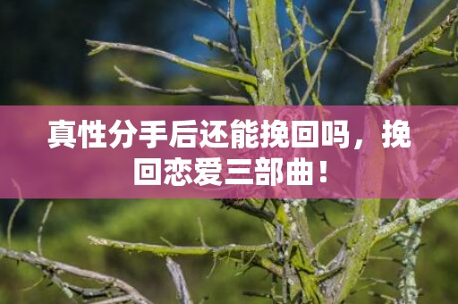 真性分手后还能挽回吗，挽回恋爱三部曲！