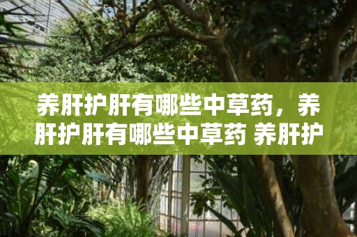 养肝护肝有哪些中草药，养肝护肝有哪些中草药 养肝护肝食品