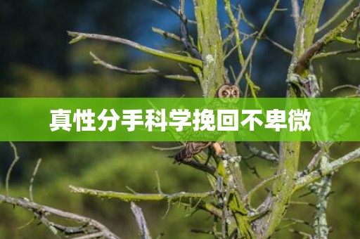 真性分手科学挽回不卑微