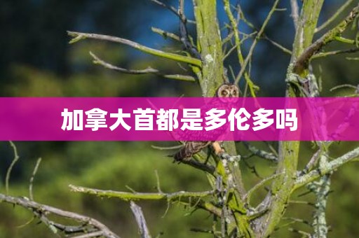 加拿大首都是多伦多吗