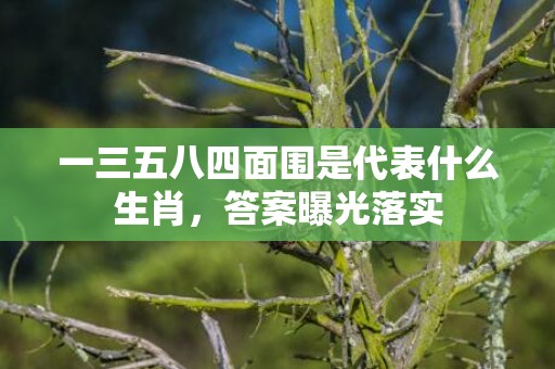 一三五八四面围是代表什么生肖，答案曝光落实