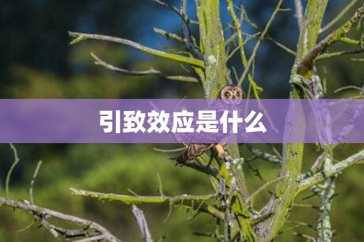 引致效应是什么