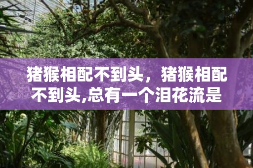 猪猴相配不到头，猪猴相配不到头,总有一个泪花流是啥意思