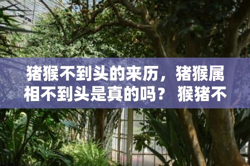 猪猴不到头的来历，猪猴属相不到头是真的吗？ 猴猪不到头猪克不了猴