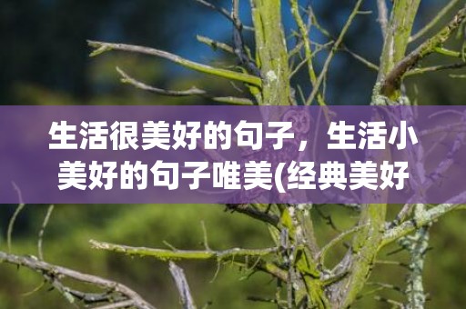 生活很美好的句子，生活小美好的句子唯美(经典美好生活短句)