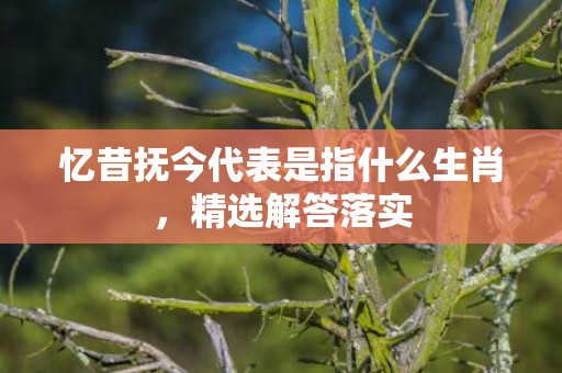 忆昔抚今代表是指什么生肖，精选解答落实