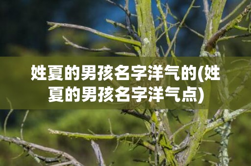 姓夏的男孩名字洋气的(姓夏的男孩名字洋气点)