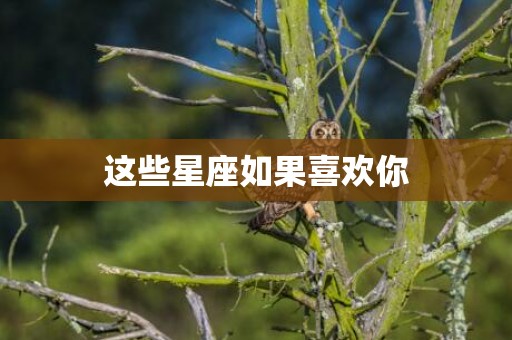 这些星座如果喜欢你