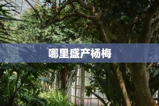 哪里盛产杨梅