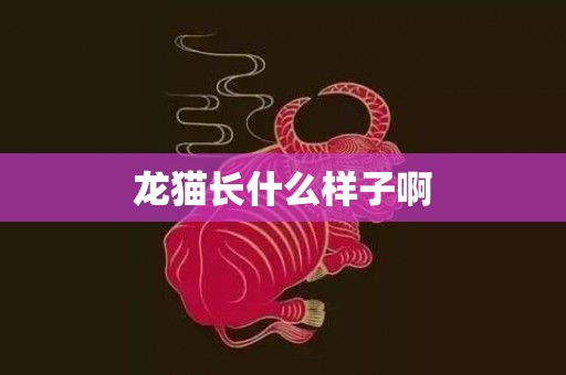 龙猫长什么样子啊