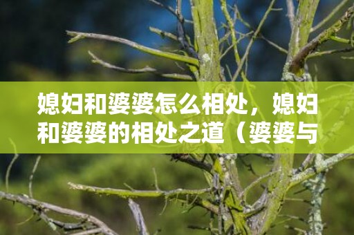 媳妇和婆婆怎么相处，媳妇和婆婆的相处之道（婆婆与儿媳的相处之道）