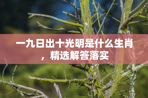 一九日出十光明是什么生肖，精选解答落实