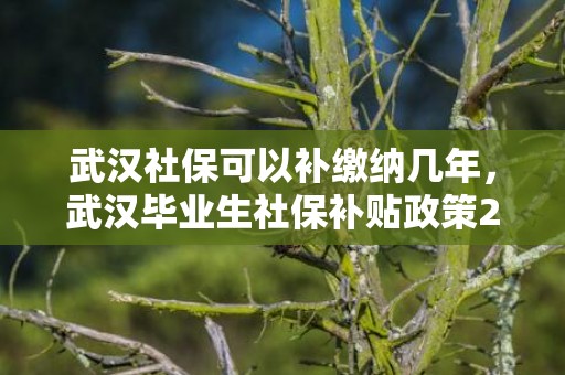武汉社保可以补缴纳几年，武汉毕业生社保补贴政策2023