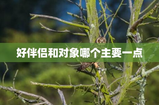 好伴侣和对象哪个主要一点