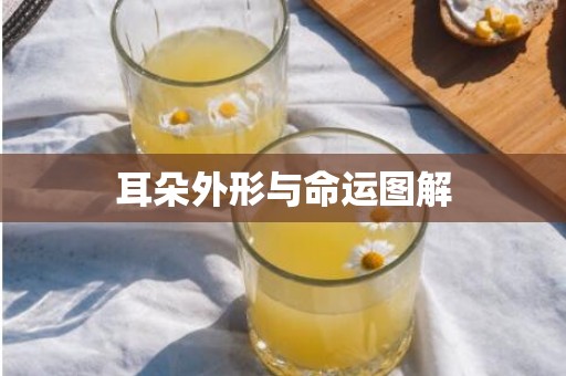 耳朵外形与命运图解