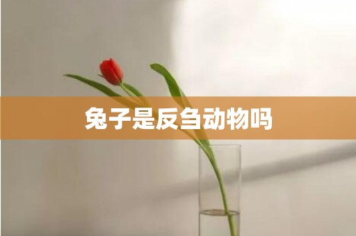 兔子是反刍动物吗