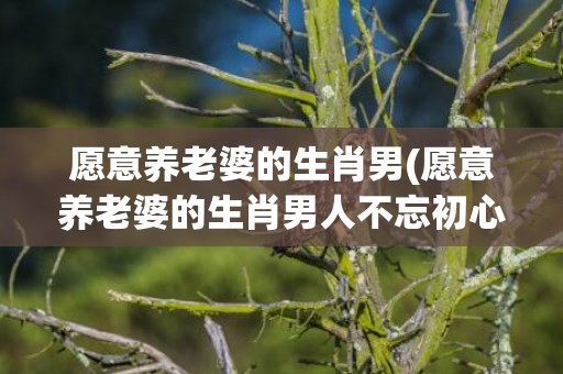 愿意养老婆的生肖男(愿意养老婆的生肖男人不忘初心)