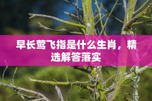 早长莺飞指是什么生肖，精选解答落实