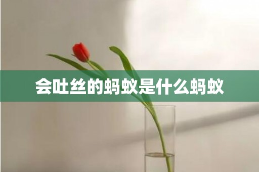 会吐丝的蚂蚁是什么蚂蚁