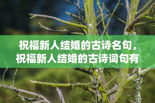 祝福新人结婚的古诗名句，祝福新人结婚的古诗词句有哪些(祝未来一切顺利古诗词)