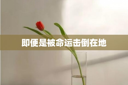 即便是被命运击倒在地