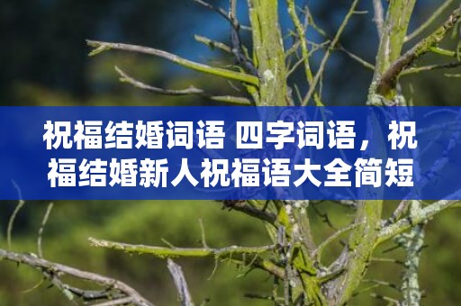 祝福结婚词语 四字词语，祝福结婚新人祝福语大全简短 祝新婚快乐的句子简短