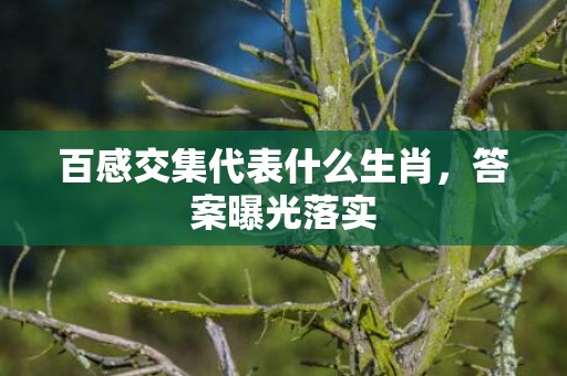 百感交集代表什么生肖，答案曝光落实