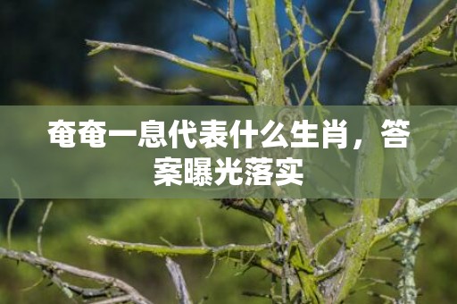 奄奄一息代表什么生肖，答案曝光落实