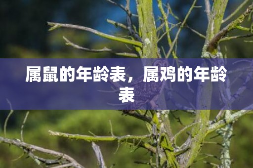 属鼠的年龄表，属鸡的年龄表