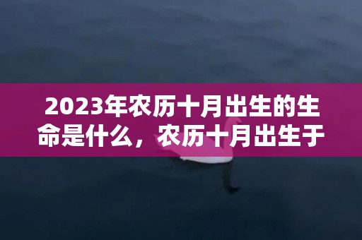 2023年农历十月出生的生命是什么，农历十月出生于2023年的人性格