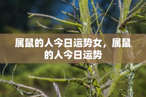 属鼠的人今日运势女，属鼠的人今日运势