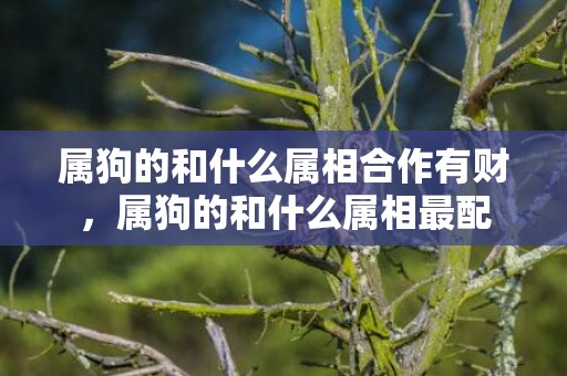 属狗的和什么属相合作有财，属狗的和什么属相最配