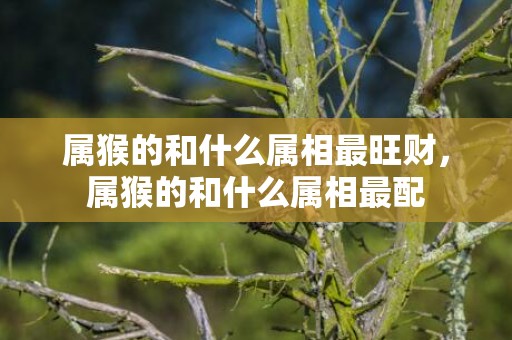 属猴的和什么属相最旺财，属猴的和什么属相最配