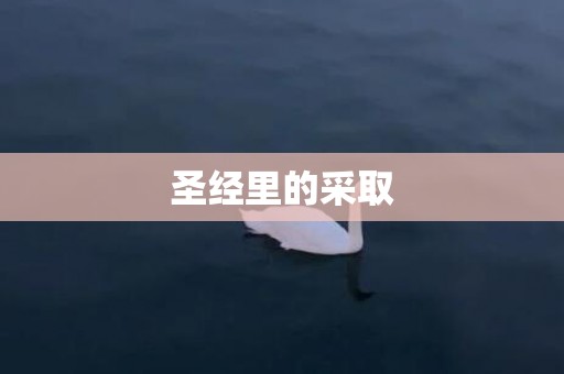 圣经里的采取