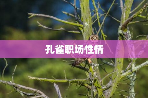孔雀职场性情