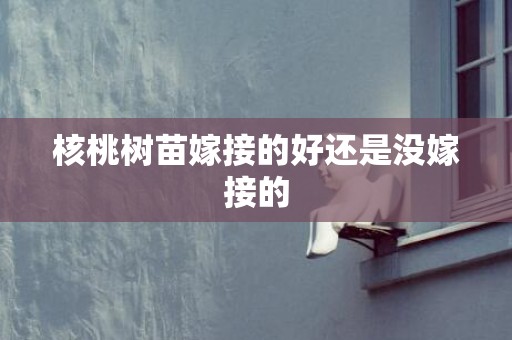 核桃树苗嫁接的好还是没嫁接的