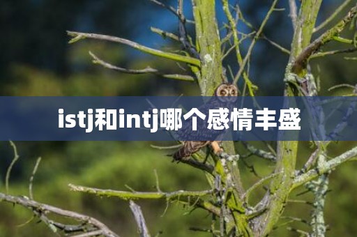 istj和intj哪个感情丰盛