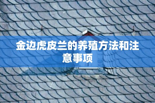 金边虎皮兰的养殖方法和注意事项