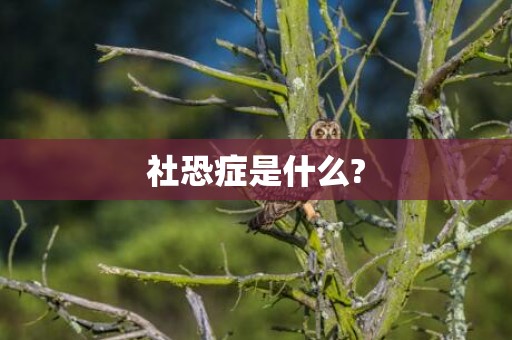 社恐症是什么?
