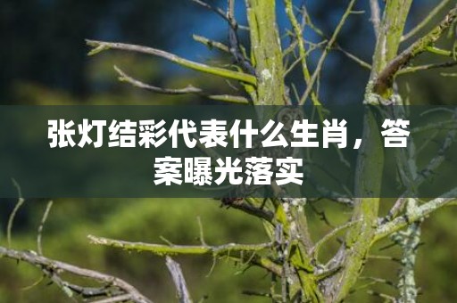 张灯结彩代表什么生肖，答案曝光落实