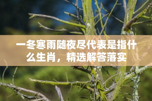 一冬寒雨随夜尽代表是指什么生肖，精选解答落实
