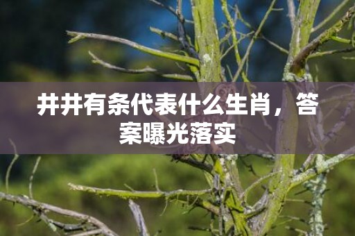 井井有条代表什么生肖，答案曝光落实