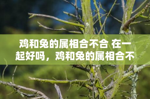 鸡和兔的属相合不合 在一起好吗，鸡和兔的属相合不合