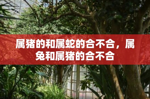 属猪的和属蛇的合不合，属兔和属猪的合不合