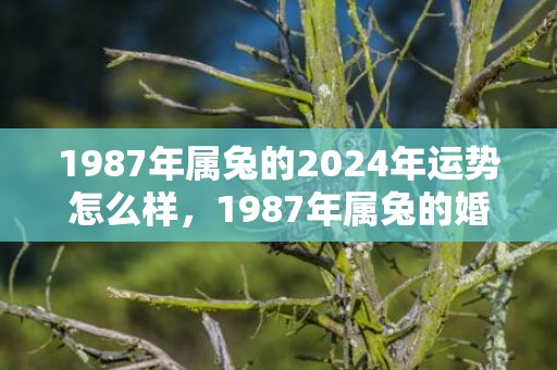 1987年属兔的2024年运势怎么样，1987年属兔的婚姻配对