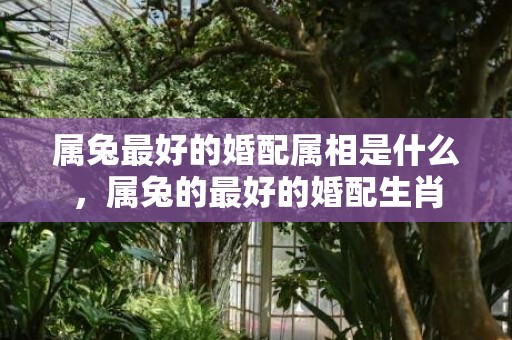 属兔最好的婚配属相是什么，属兔的最好的婚配生肖